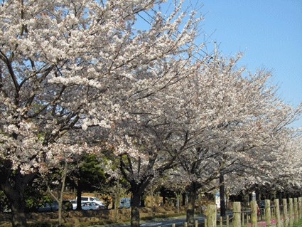 6桜　IMG_7438.gif